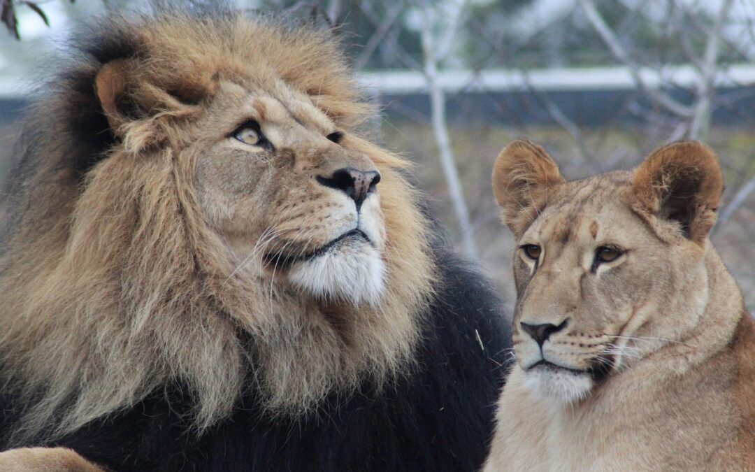Best Places To See Lions And Tigers In Oregon /…