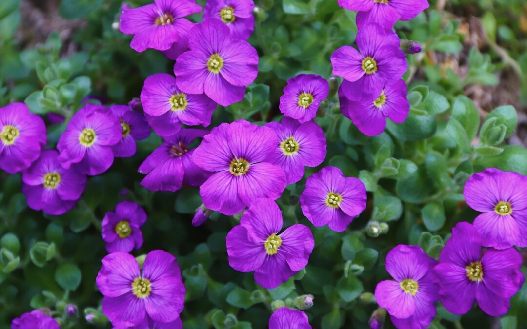 Botanical Gardens Near Cave Junction | Adventure Awaits! Discover Oregon’s…