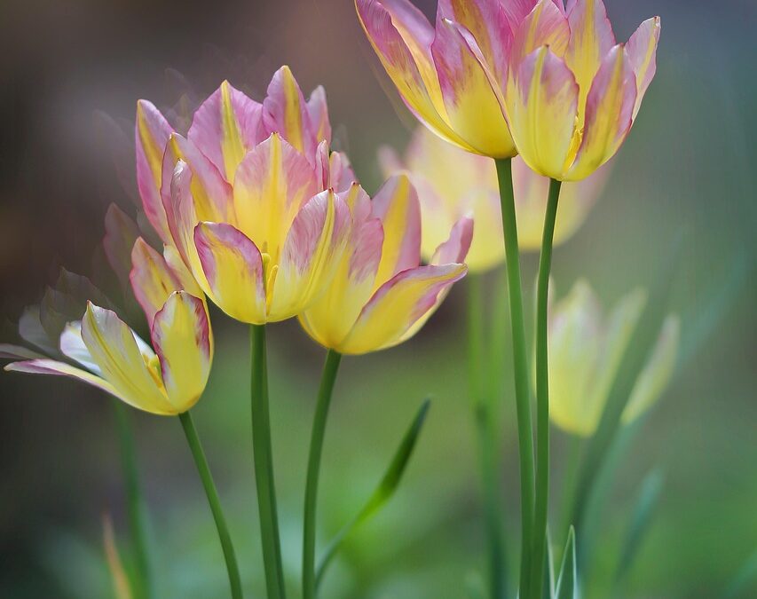 Botanical Gardens Near Cave Junction – Uncover Oregon’s Hidden Gems:…