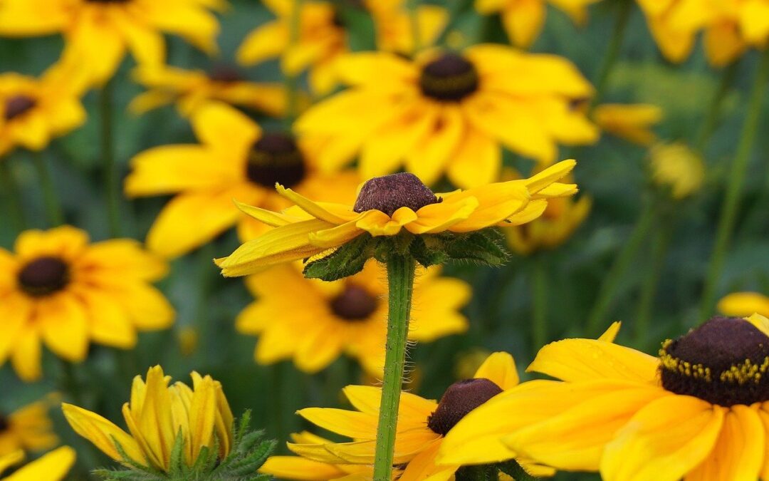 Botanical Gardens Near Cave Junction – Get Your Nature Fix:…