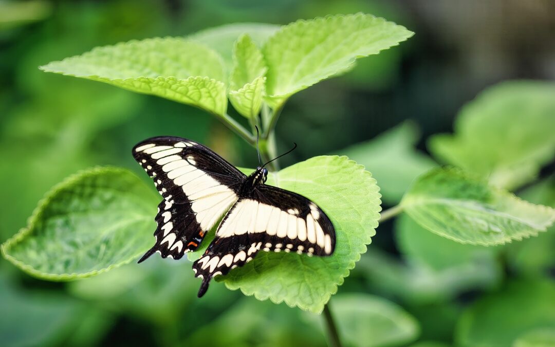 Butterfly Gardens In Southern Oregon / Southern Oregon: Where Butterflies…