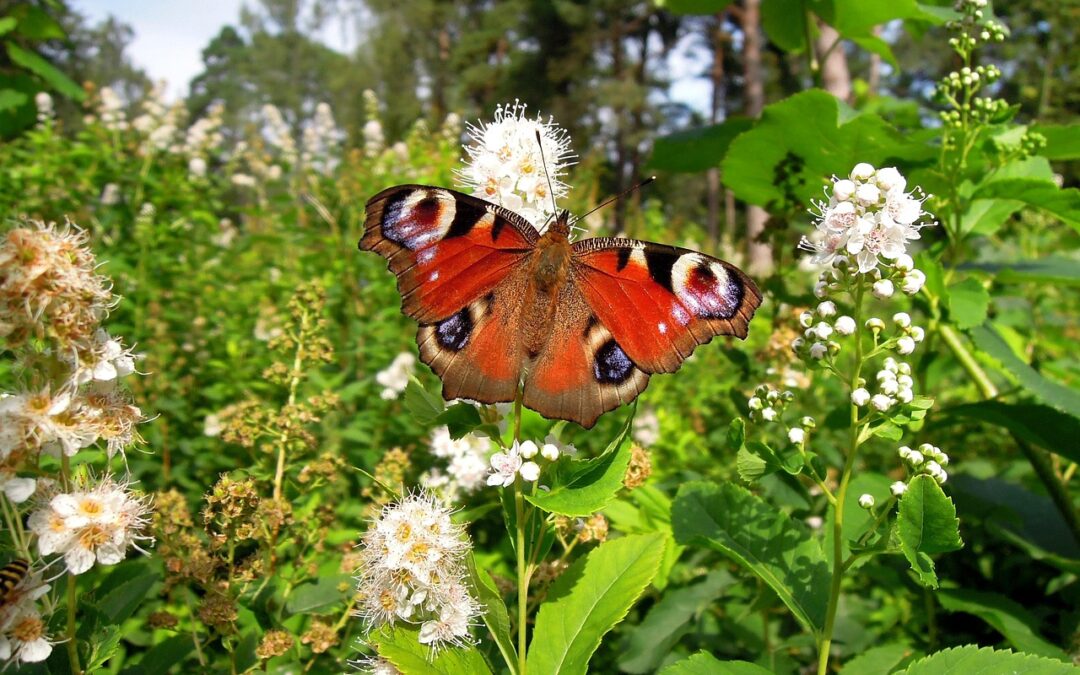 Butterfly Gardens In Southern Oregon » Fluttering Wonders And Heroic…