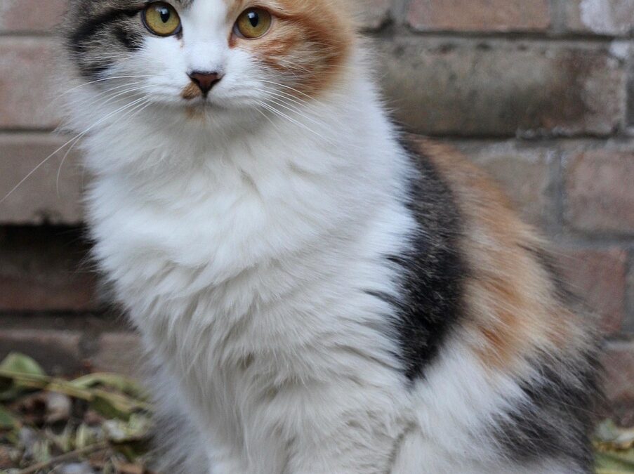 Great Cats World Park Guided Tours | Unleash Your Inner…