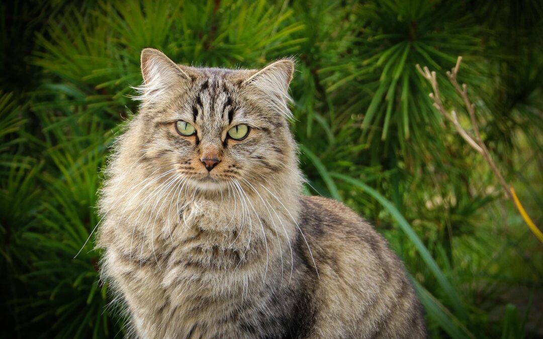 Great Cats World Park Guided Tours » Roar Into Adventure:…