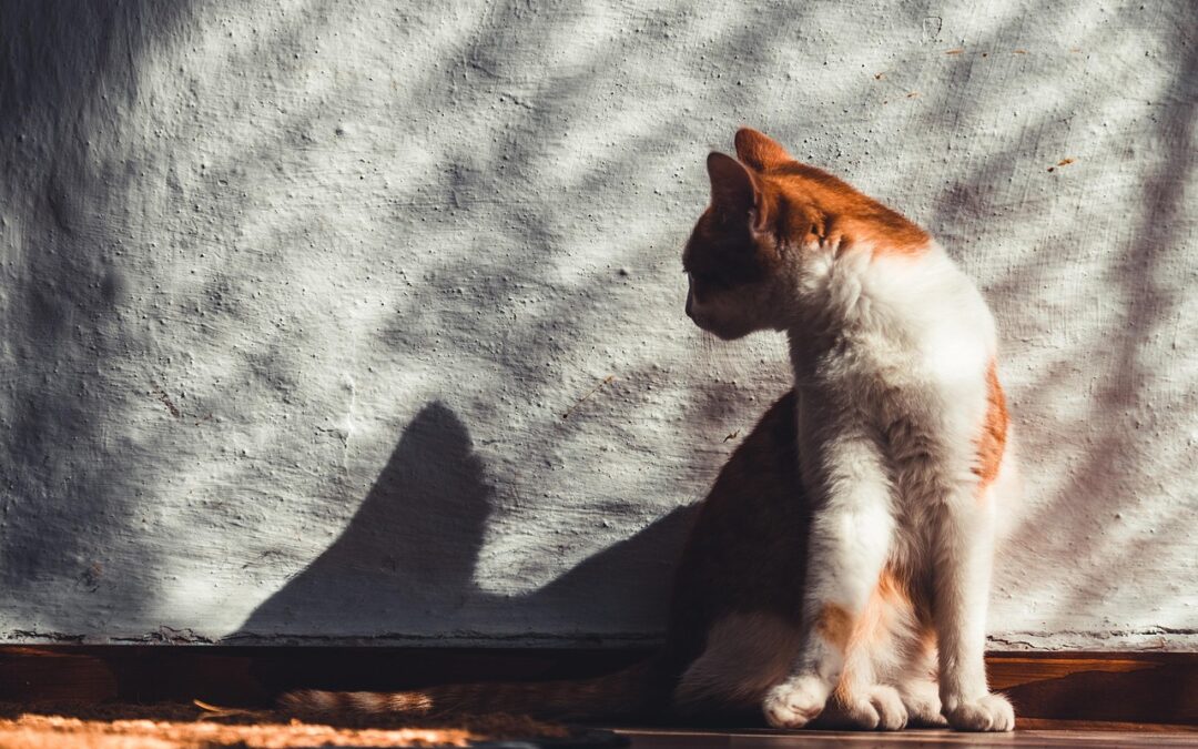 Great Cats World Park Guided Tours » “`html Unleash Your…