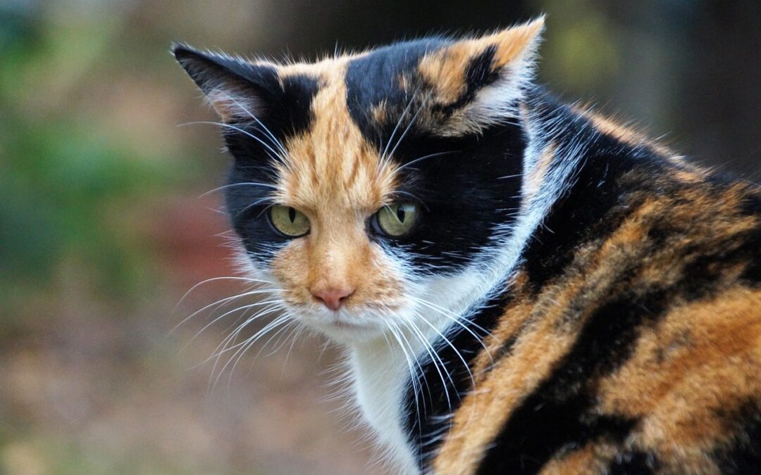 Great Cats World Park – Discover Wild Fun And Creative…