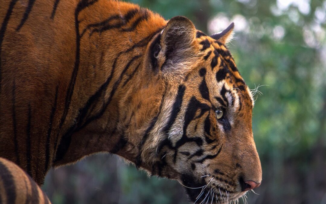 Great Cats World Park / “`html Unleash Your Wild Side:…