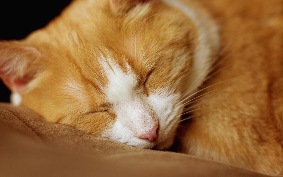 Great Cats World Park – “`html Roaring Fun In Oregon!…