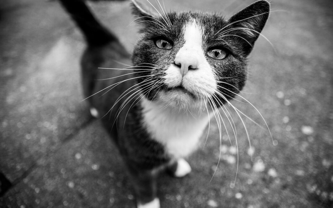 Great Cats World Park: Roar With Excitement: A Day Of…