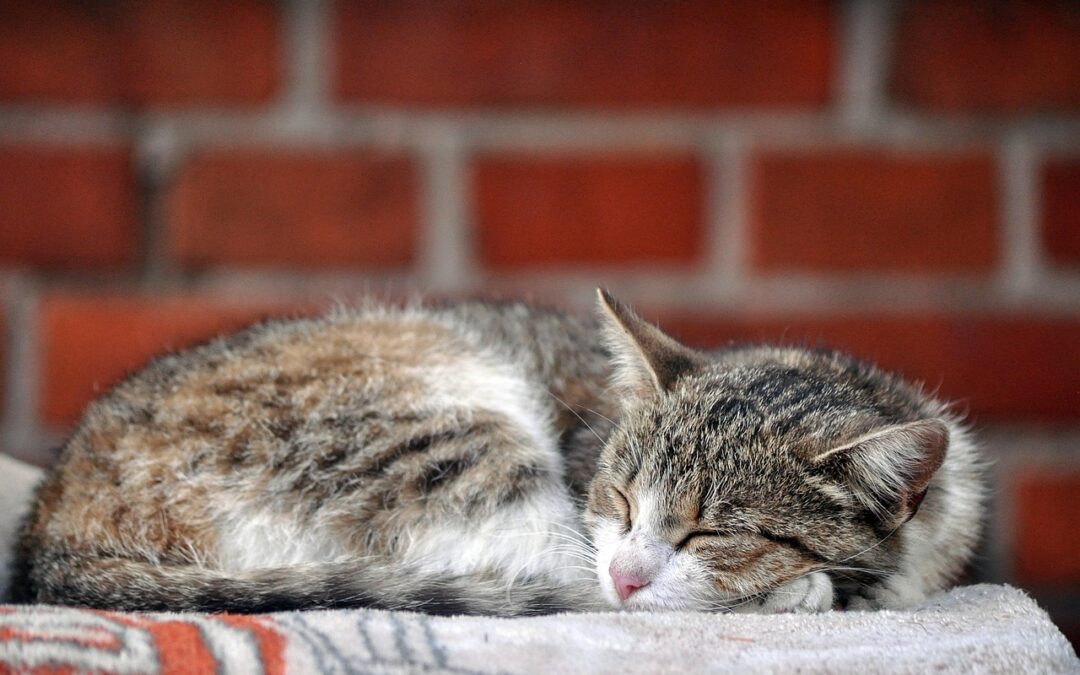 Great Cats World Park / Got A Minute? Here’s The…