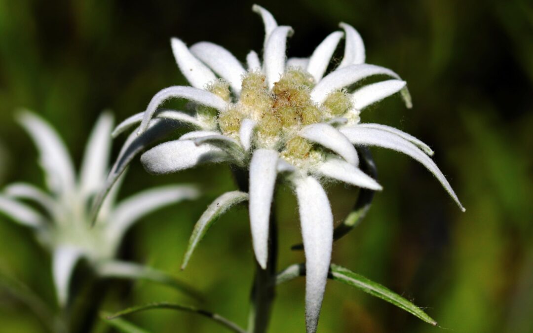 Rare Wildflowers In Oregon – Oregon Adventures: Wildflowers, Treehouses, And…