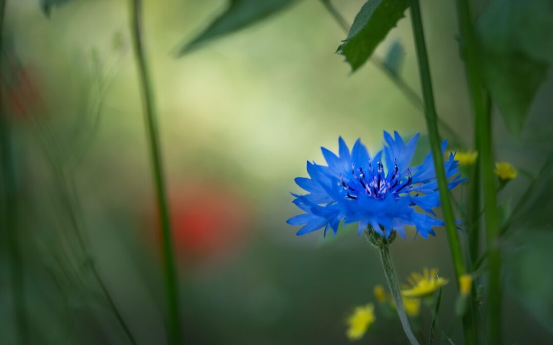 Rare Wildflowers In Oregon / Oregon’s Hidden Beauties: Rare Wildflowers…
