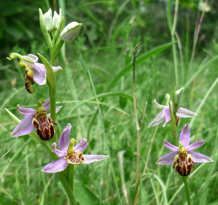 Rare Wildflowers In Oregon | “`html Unlocking Oregon’s Wild Side:…