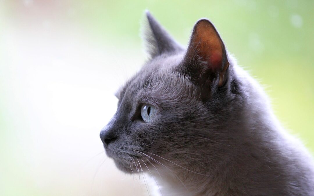 Where To See Exotic Big Cats In Oregon / “`html…