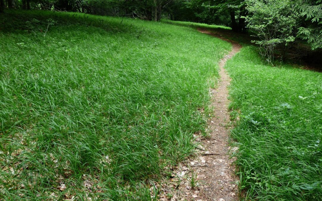 Best Hiking Trails Near Oregon Caves » Oregon’s Wild Side:…