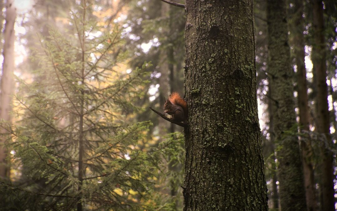 Best Nature Walks In Oregon – Your Oregon Adventure: Nature…