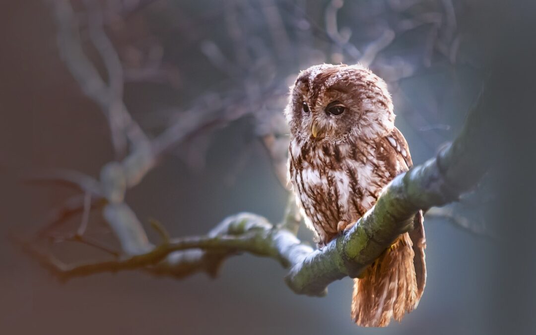 Best Places For Birdwatching In Oregon ~ “`html Oregon’s Wings…