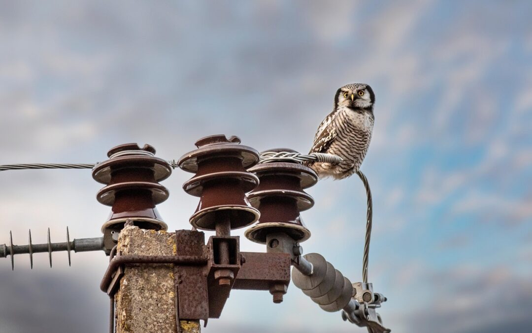 Best Places For Birdwatching In Oregon | Soar Into Oregon:…