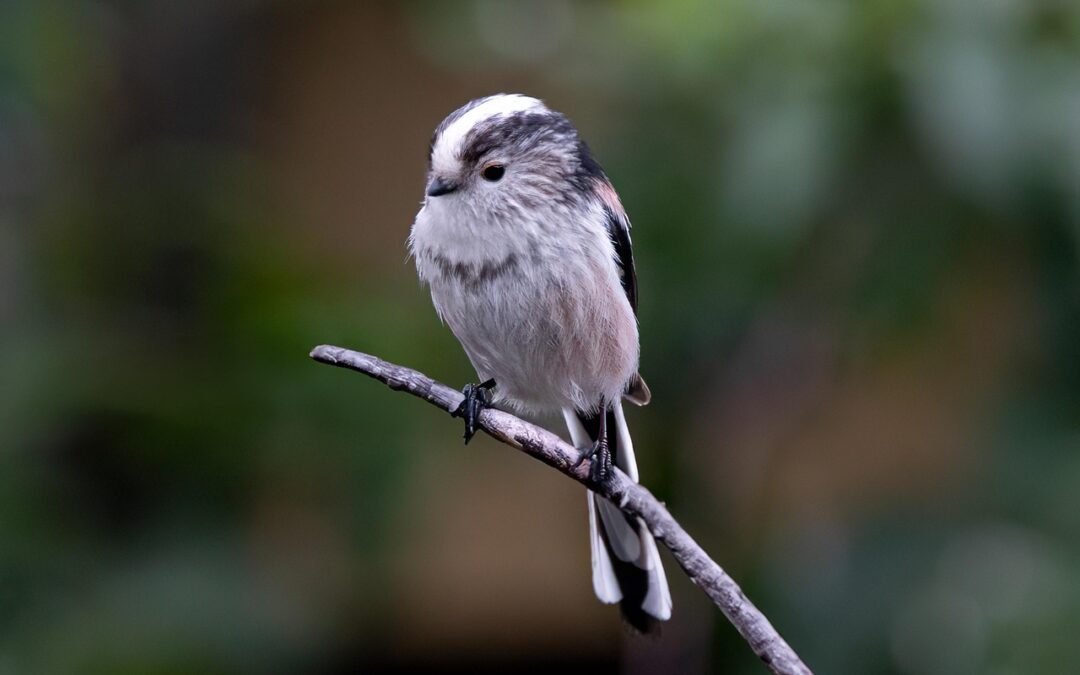 Best Places For Birdwatching In Oregon: Soar High In Oregon:…