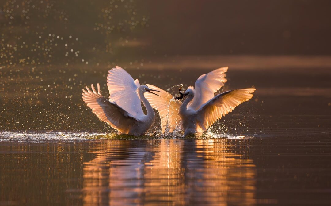 Best Places For Birdwatching In Oregon ~ Quick Peek: Your…