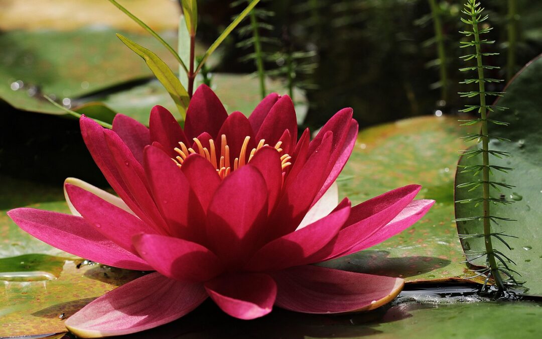 Botanical Gardens Near Cave Junction: “`html Your Southern Oregon Adventure…