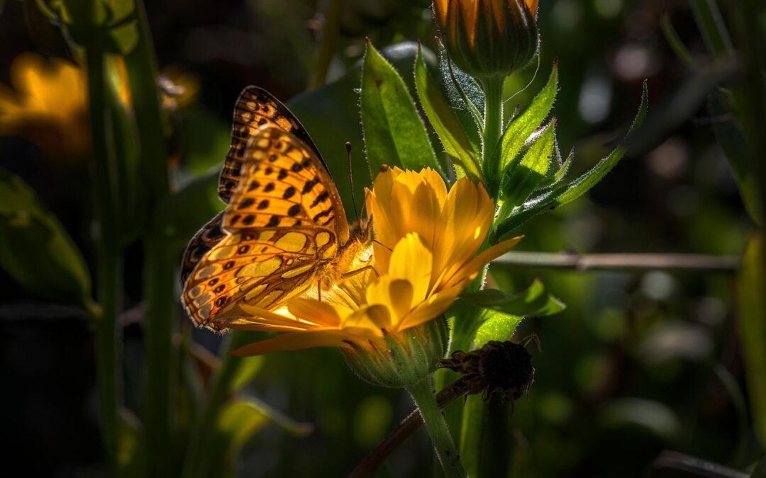 Butterfly Gardens In Southern Oregon » Uncover Southern Oregon’s Outdoor…