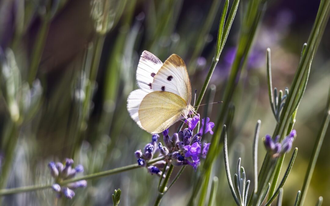Butterfly Gardens In Southern Oregon | “`markdown Fluttering Fun: Discover…