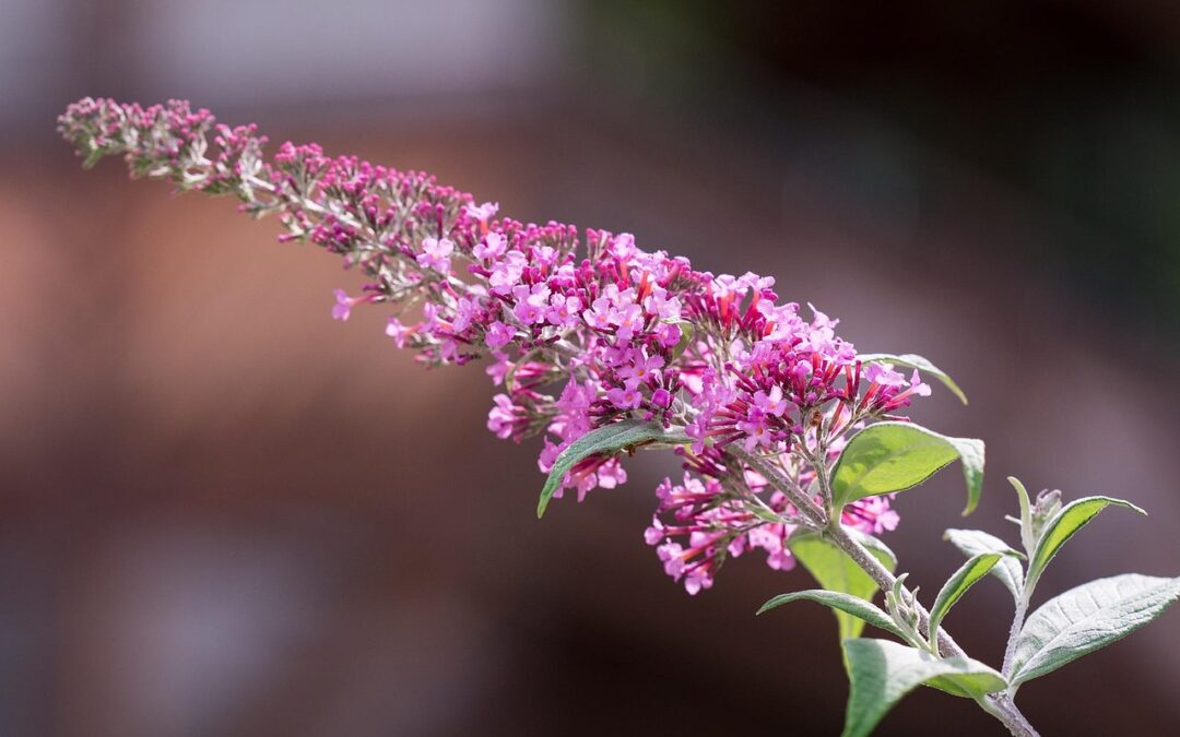 Butterfly Gardens In Southern Oregon » “`html Fluttering Wonders And…