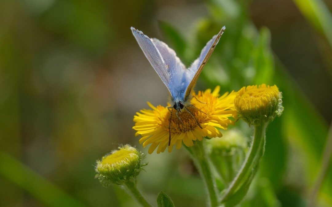 Butterfly Gardens In Southern Oregon / Explore The Magic: Southern…