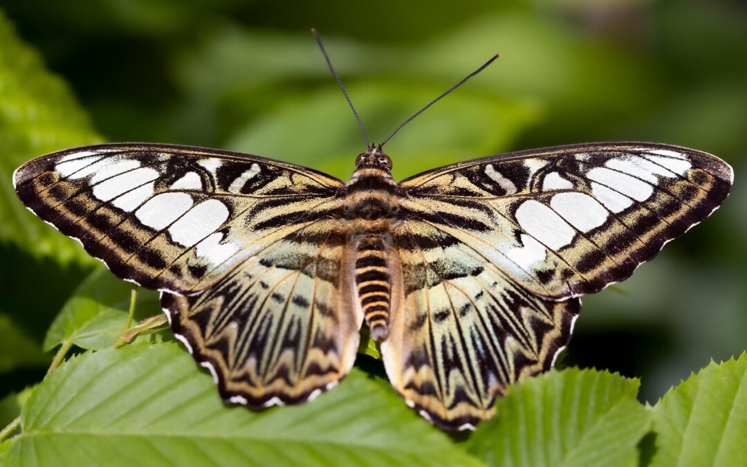 Butterfly Gardens In Southern Oregon » Unlocking Nature’s Magic: Butterfly…