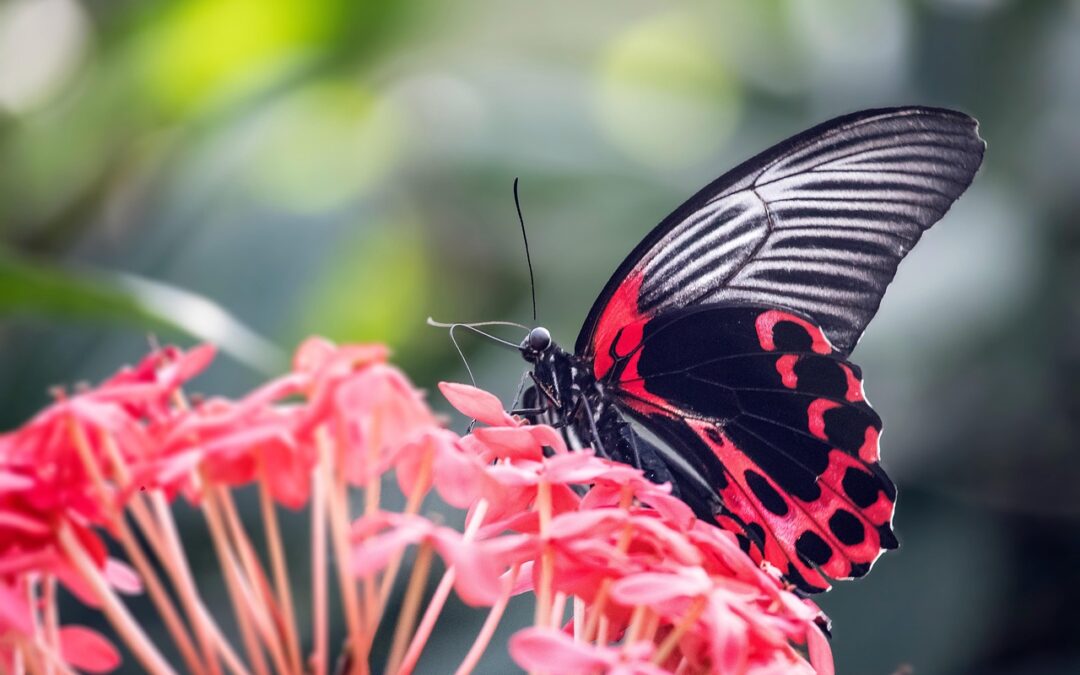 Butterfly Gardens In Southern Oregon » Unlocking Southern Oregon’s Natural…