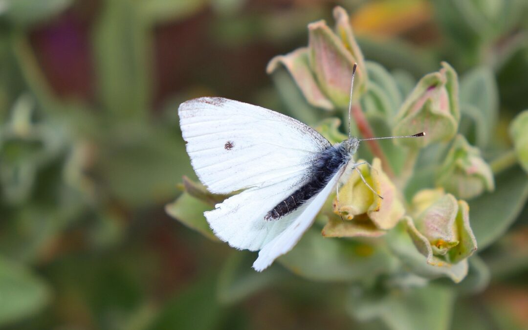 Butterfly Gardens In Southern Oregon / Southern Oregon: Your Adventure…