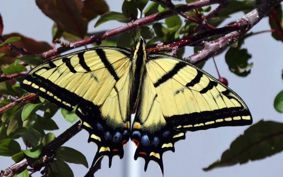 Butterfly Gardens In Southern Oregon: “`html Adventures Await In Southern…