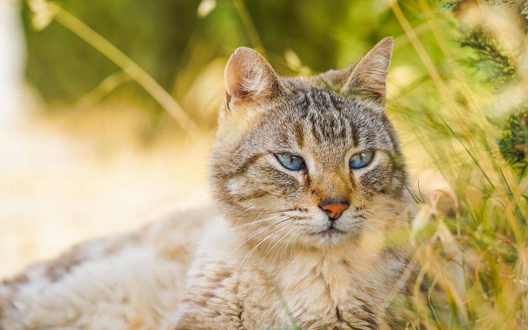 Great Cats World Park Guided Tours ~ Roar Into Fun:…