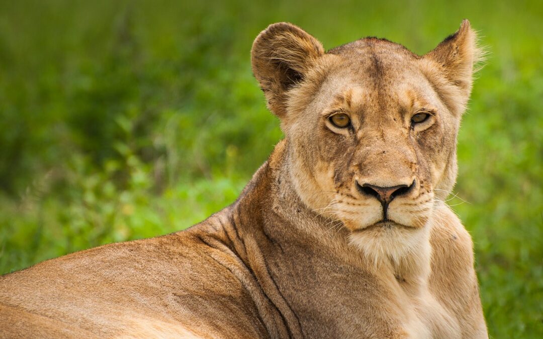 Great Cats World Park Guided Tours | “`html Your Wild…