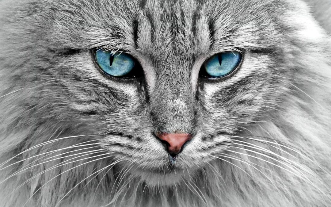 Great Cats World Park Guided Tours » Roar Into Fun:…