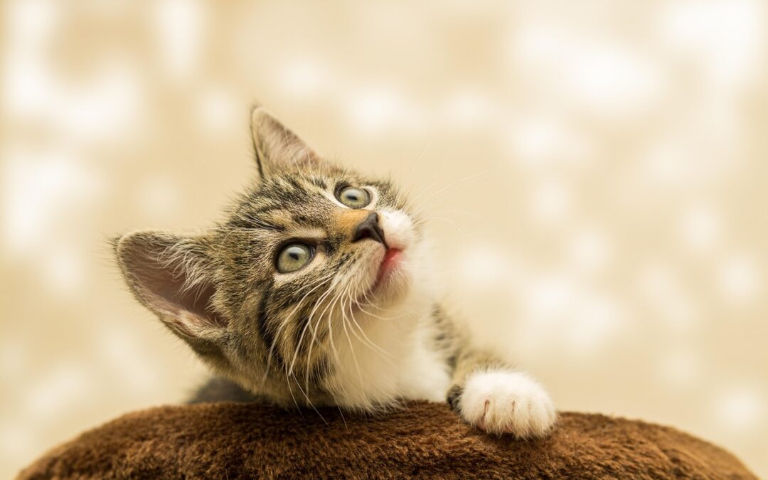 Great Cats World Park ~ “`html Your Wild Adventure In…
