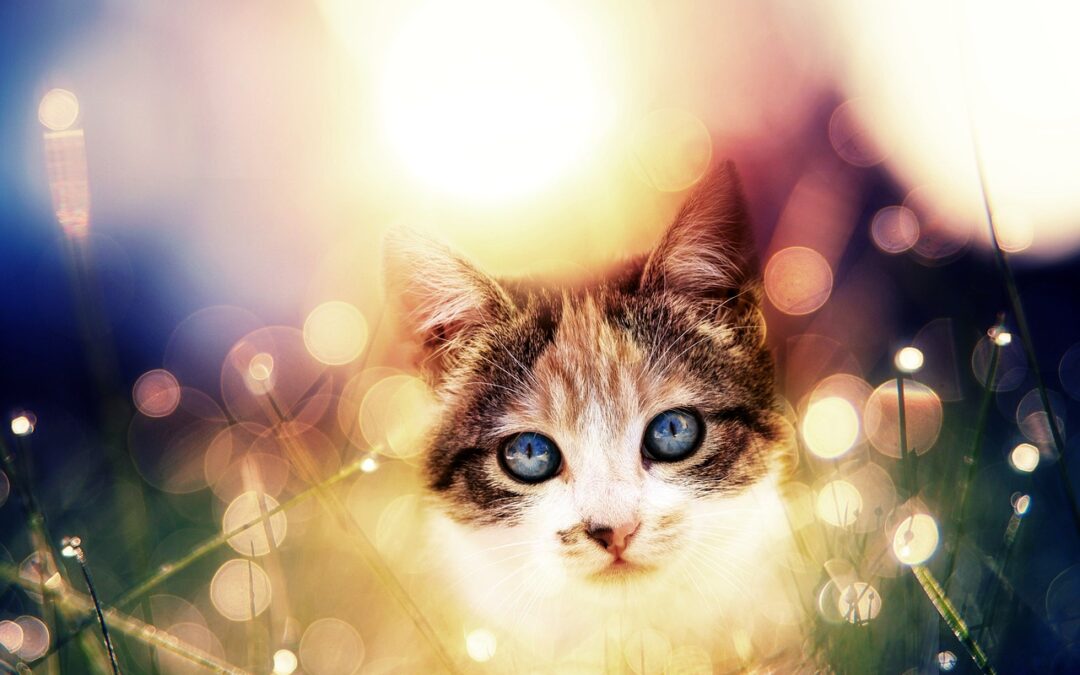 Great Cats World Park | Great Cats World Park: Your…