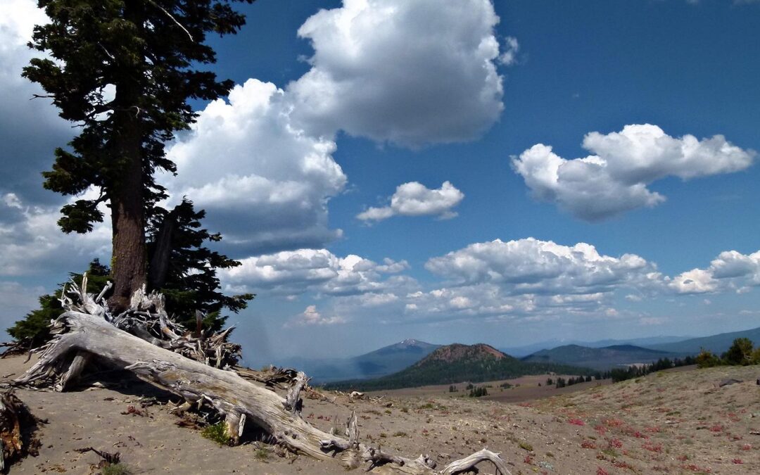 Oregon Treehouse Adventures | Climb Up High: Your Guide To…