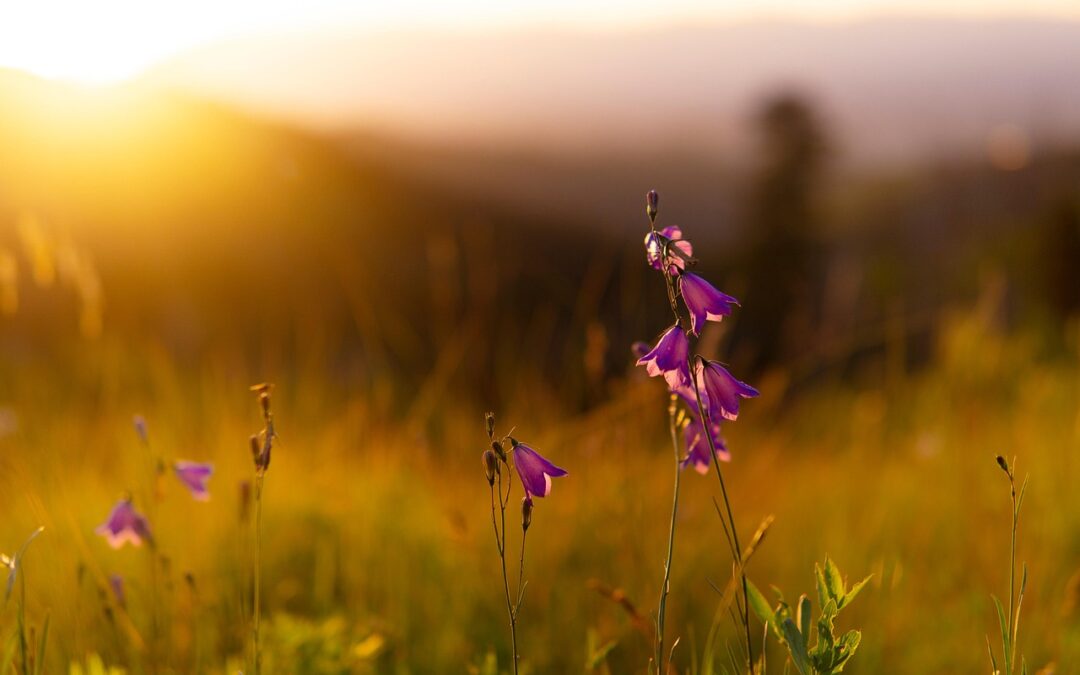 Rare Wildflowers In Oregon | “`html Unlocking Oregon’s Wild Secrets:…