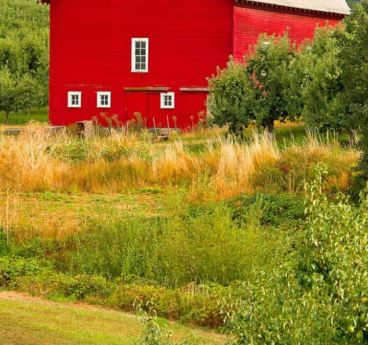 Rare Wildflowers In Oregon ~ Unleash Your Inner Explorer: Oregon’s…