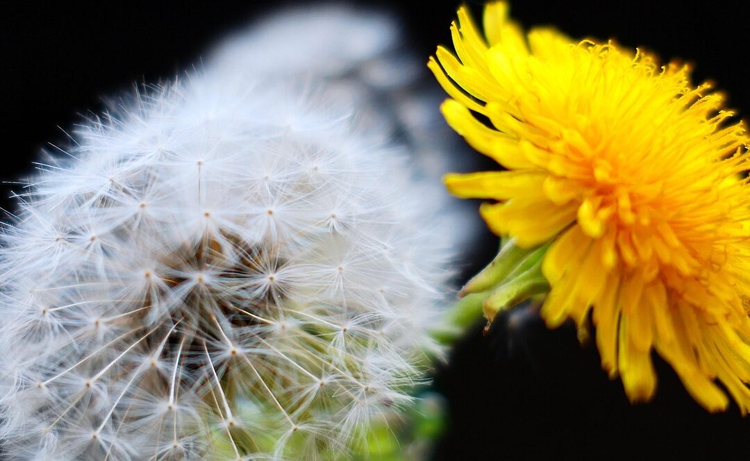 Rough And Ready Botanical Wayside | “`html Explore Nature’s Classroom:…