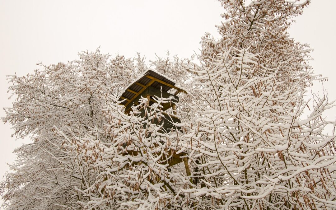 Treehouse Lodging ~ “`html Sleep Among The Leaves: Your Treehouse…