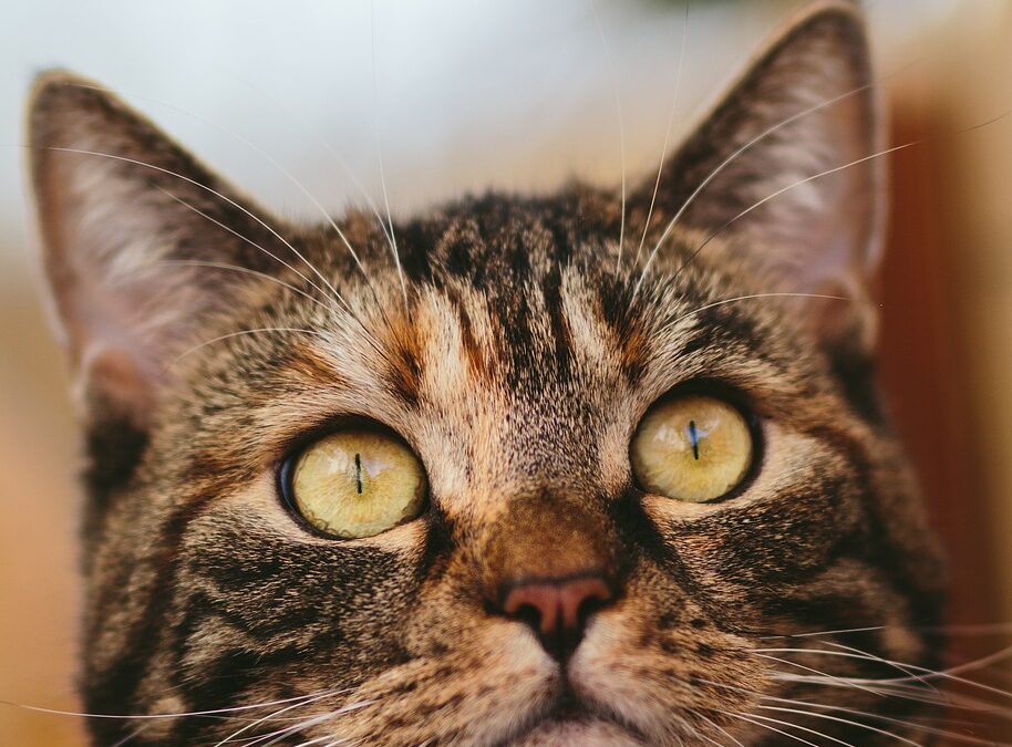 Unique Lodging Near Great Cats World Park » Unlock Your…