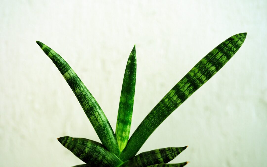 Unique Plant Species In Southern Oregon » Discover Southern Oregon:…