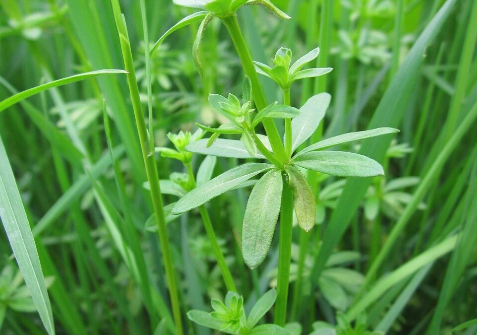 Unique Plant Species In Southern Oregon – “`html Adventure Awaits…