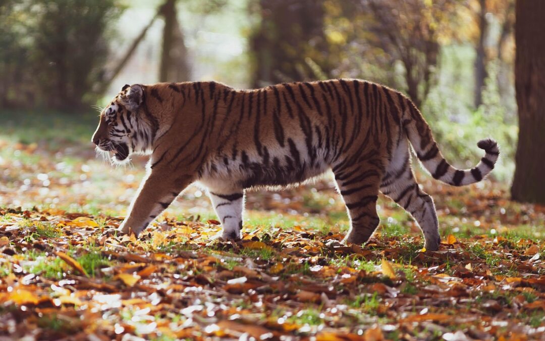 Where To See Exotic Big Cats In Oregon | “`html…
