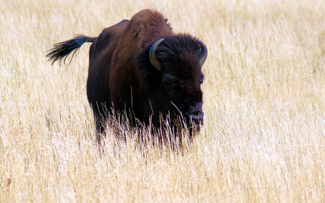 Wildlife Parks Near Cave Junction, Oregon ~ Unleash Your Wild…