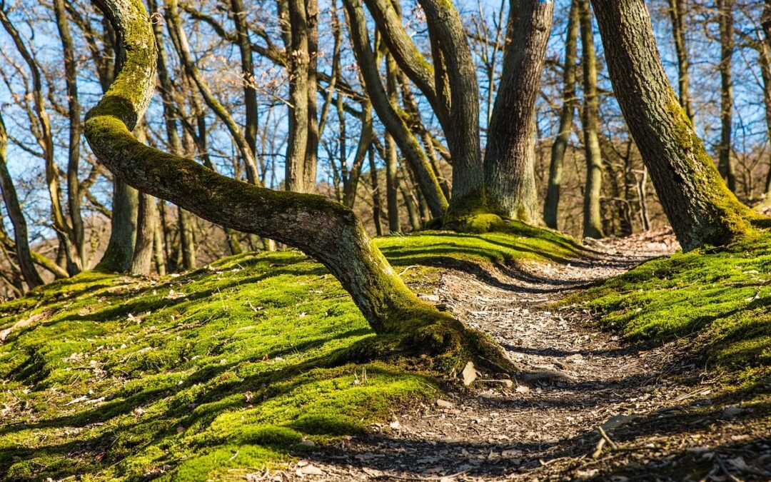 Best Hiking Trails Near Oregon Caves ~ Adventure Awaits! Explore…