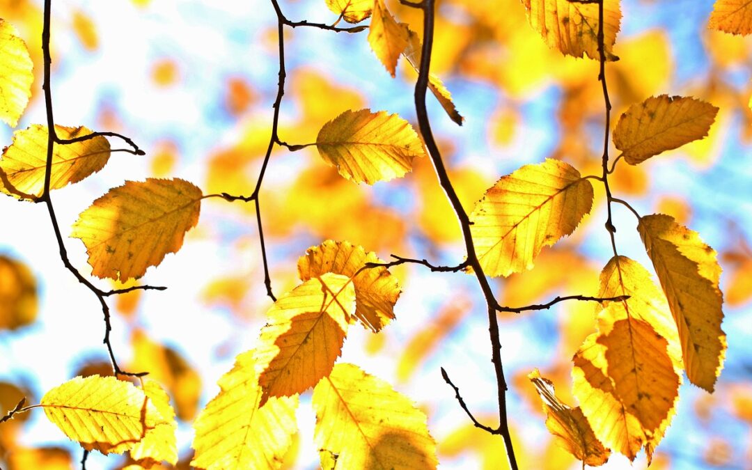 Fall Rafting Experiences In Oregon » Float Into Fall Fun:…